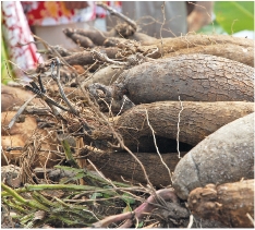 Des ignames en provenance de tout le pays ont été offertes en guise de « bonjour » et de remerciement pour l'accueil des gens de Canala.