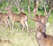 Malgré des mesures de contrôle, le cerf reste destructeur.