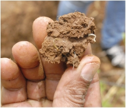 La fertilité des sols, liée à la présence de micro-organismes ou à leur   absorption de l'eau, est une des problématiques majeures des producteurs.