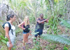 Après plusieurs heures de marche, les touristes ont la chance de découvrir des fougères d'une grande beauté.