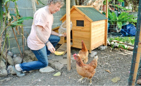 Rémy fait partie des volontaires qui ont accepté d'accueillir des poules. D'autres foyers se sont vu proposer des composteurs traditionnels ou des lombricomposteurs, c'est-à-dire avec des vers, pour ceux qui résident en appartement.