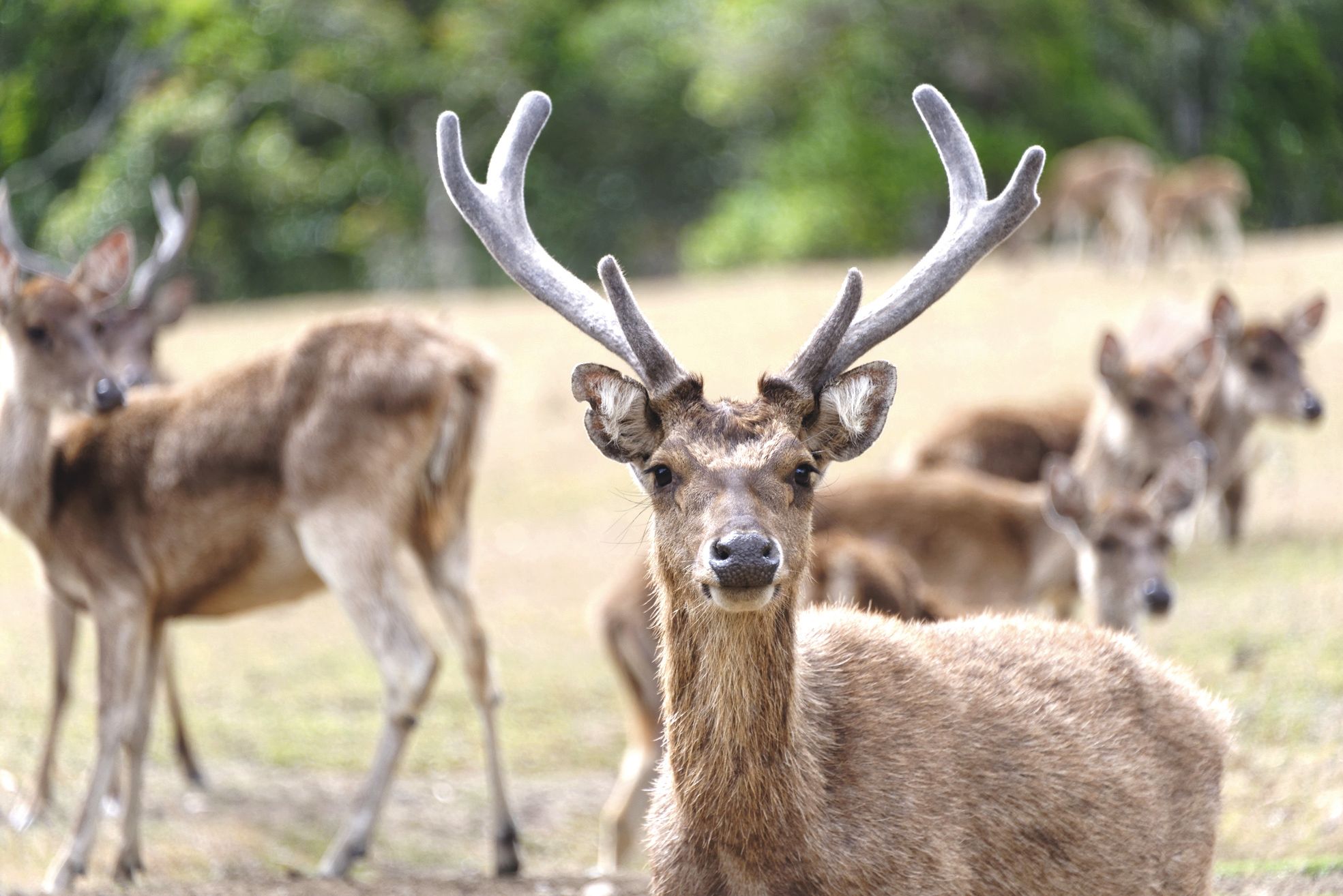 Cervidé de petit gabarit, le cerf rusa sait se faire furtif. C'est pourquoi il est très difficile d'estimer sa population exacte dans le pays.
