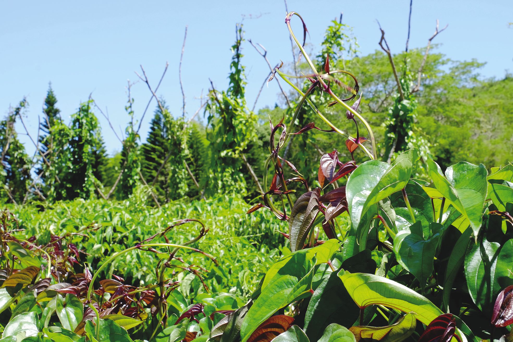 L'igname se cultive traditionnellement en hauteur, ses lianes grimpent sur des perches et le tubercule pousse sous un billon de terre. Quand elle est cultivée en grosse quantité, ses lianes sont laissées rampantes à terre.