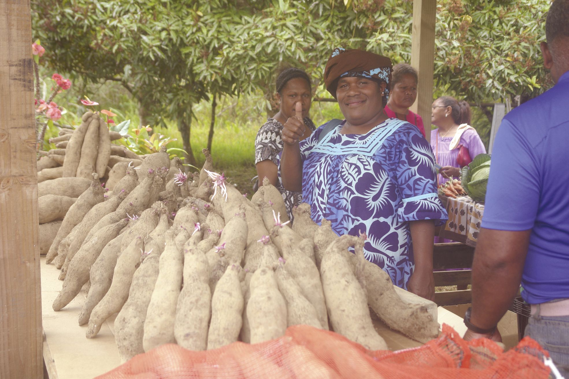 À Maré, ces ignames qui commencent à germer sont vendues pour être replantées. Souvent, on multiplie les ignames avec des fragments de tubercule coupés en tronçons.