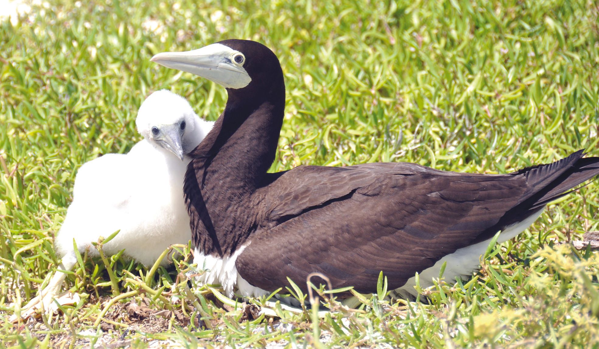 Le fou brun est à nouveau observé, ici avec un petit sur l'îlot Koko, alors qu'il n'était plus vu depuis plusieurs années  dans le lagon Sud.