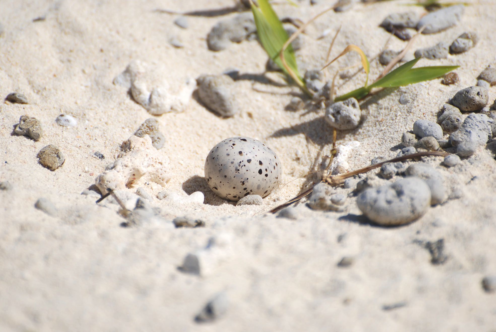 La sterne Néréis, dont la population n'est estimée qu'à une centaine de couples en Calédonie, niche à même le sable.