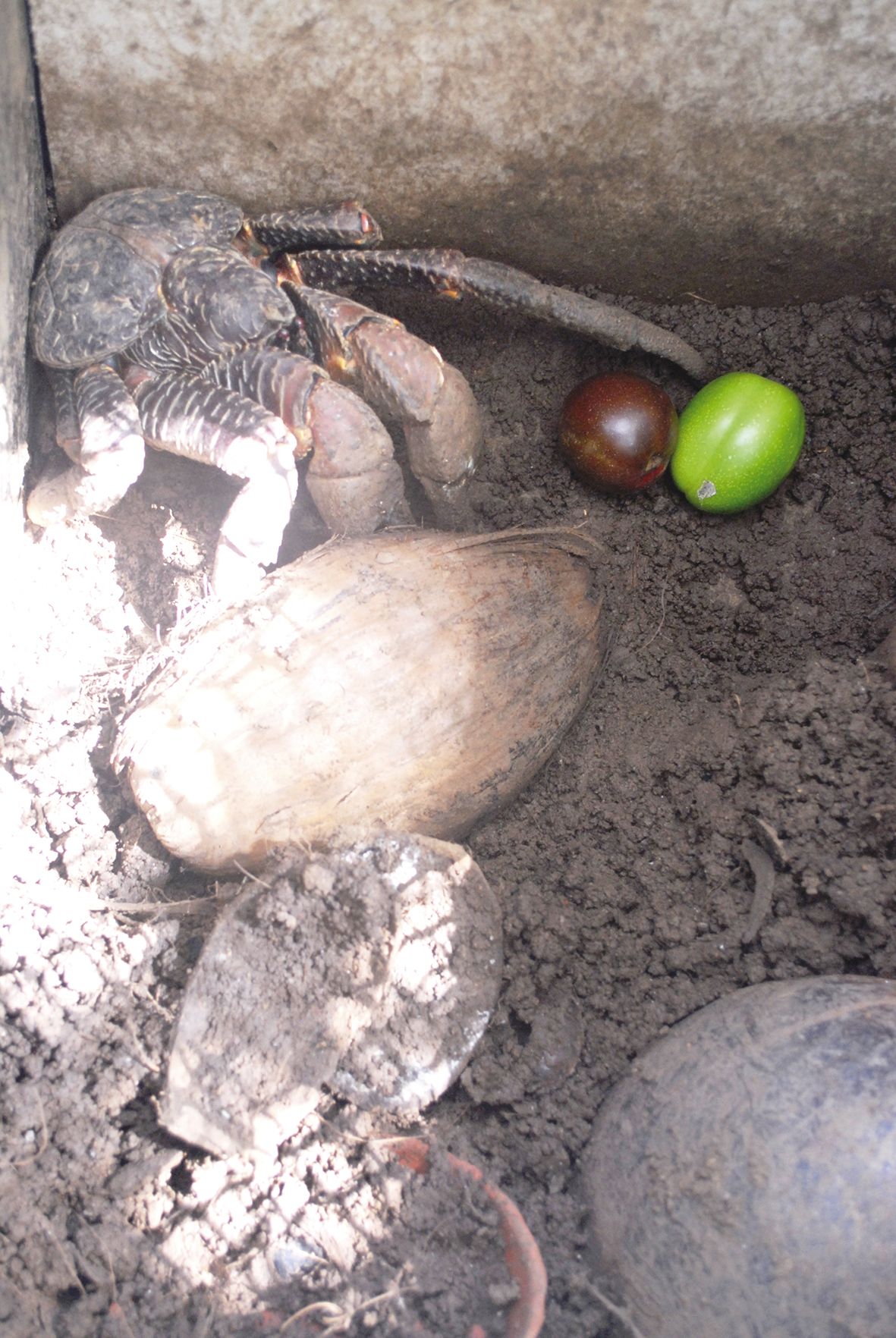 D'après les scientifiques, il semblerait que le faux manguier ne soit pas l'aliment de prédilection de l'animal, plus un aliment de disette.