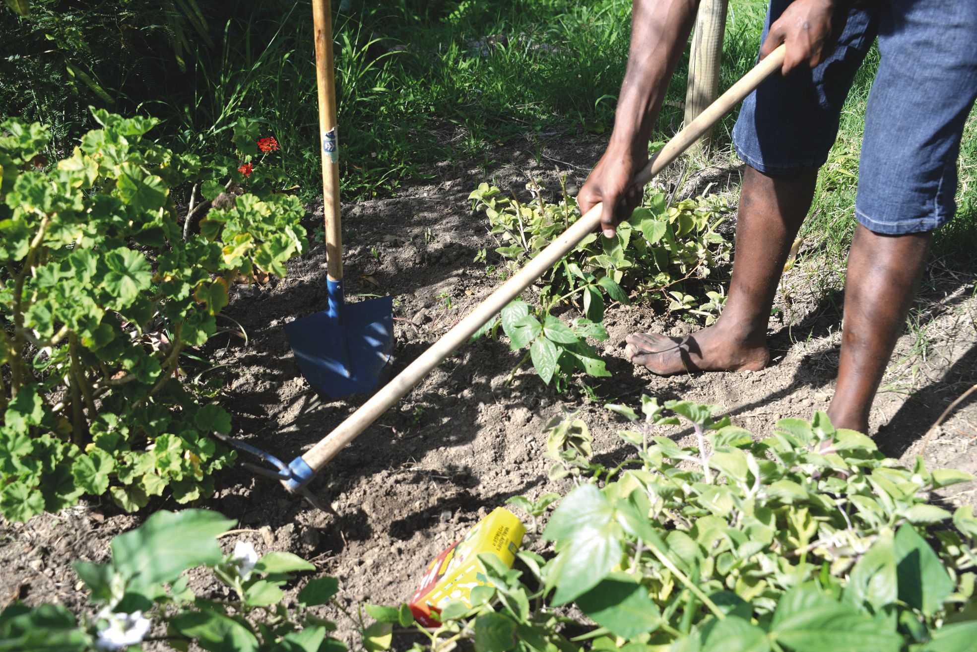 Des formations pourraient être proposées pour ne pas laisser  dépourvus les jardiniers lorsque l'interdiction du chimique sera venue.