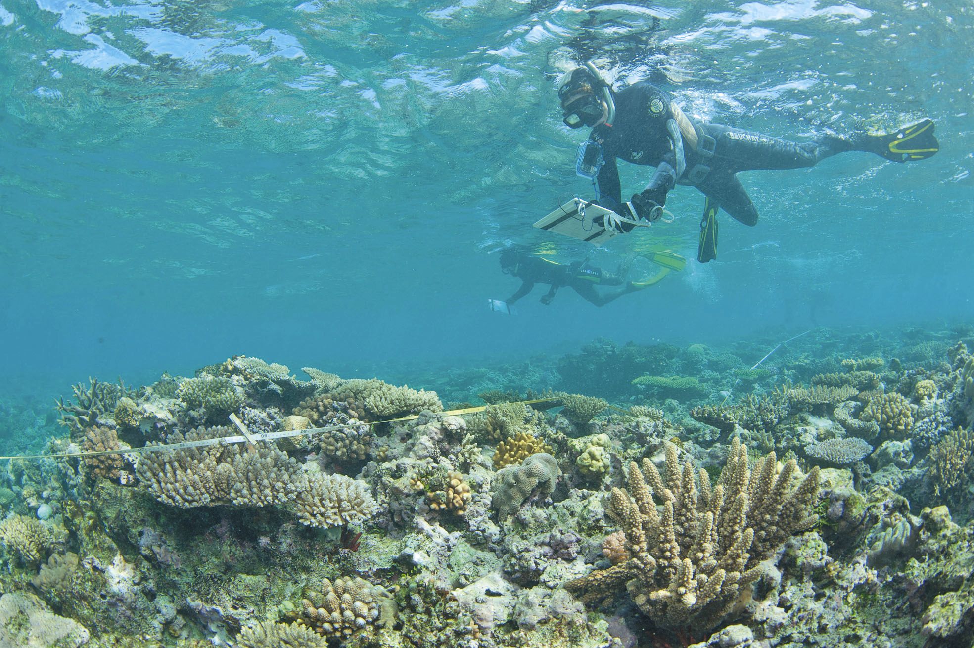 Cette mission Acropora consiste à surveiller et à pointer l'évolution d'une dizaine de récifs coralliens dans le Grand Sud. Des observations qui se font sans bouteille de plongée.