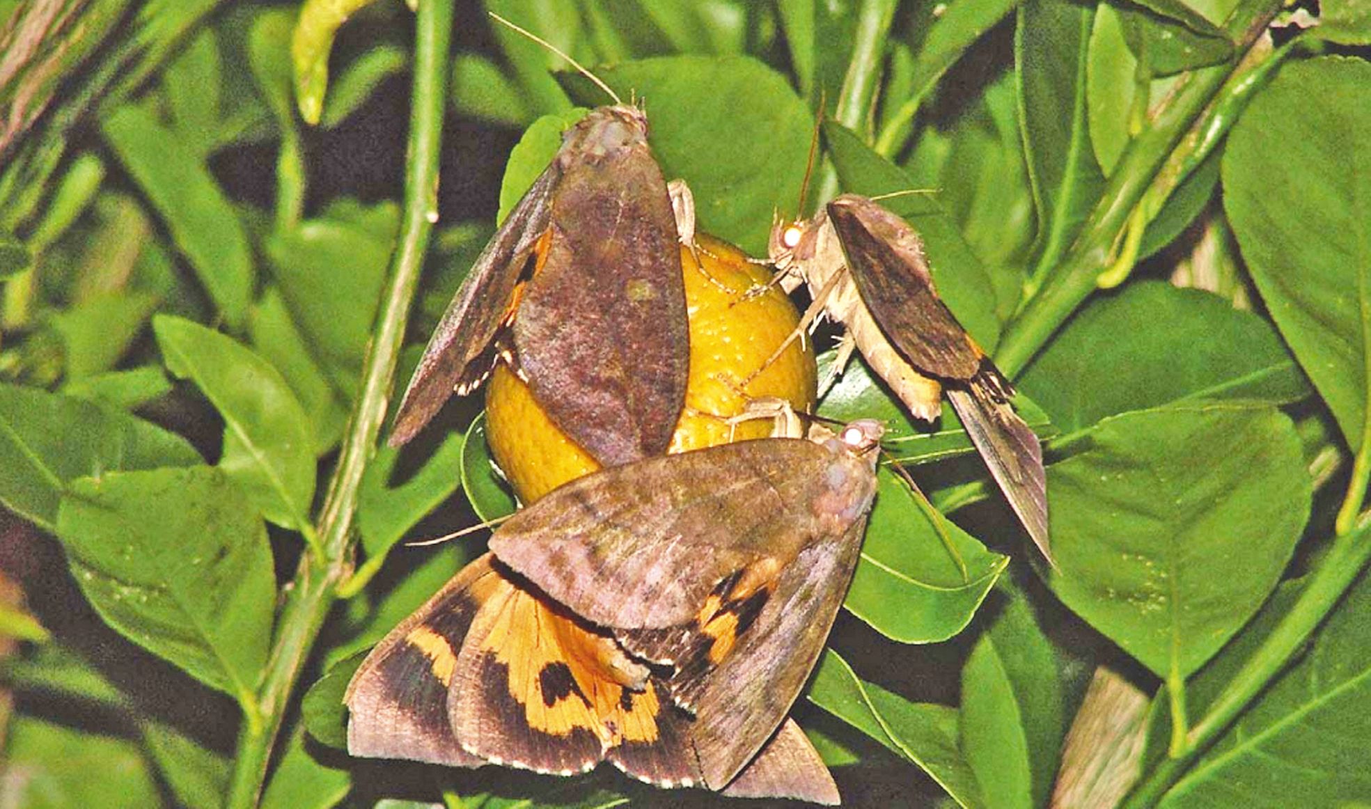 Pour ponctionner le jus de la pulpe, le papillon perce le fruit.  Lorsque les bactéries s'introduisent dans cette blessure, le fruit pourrit.