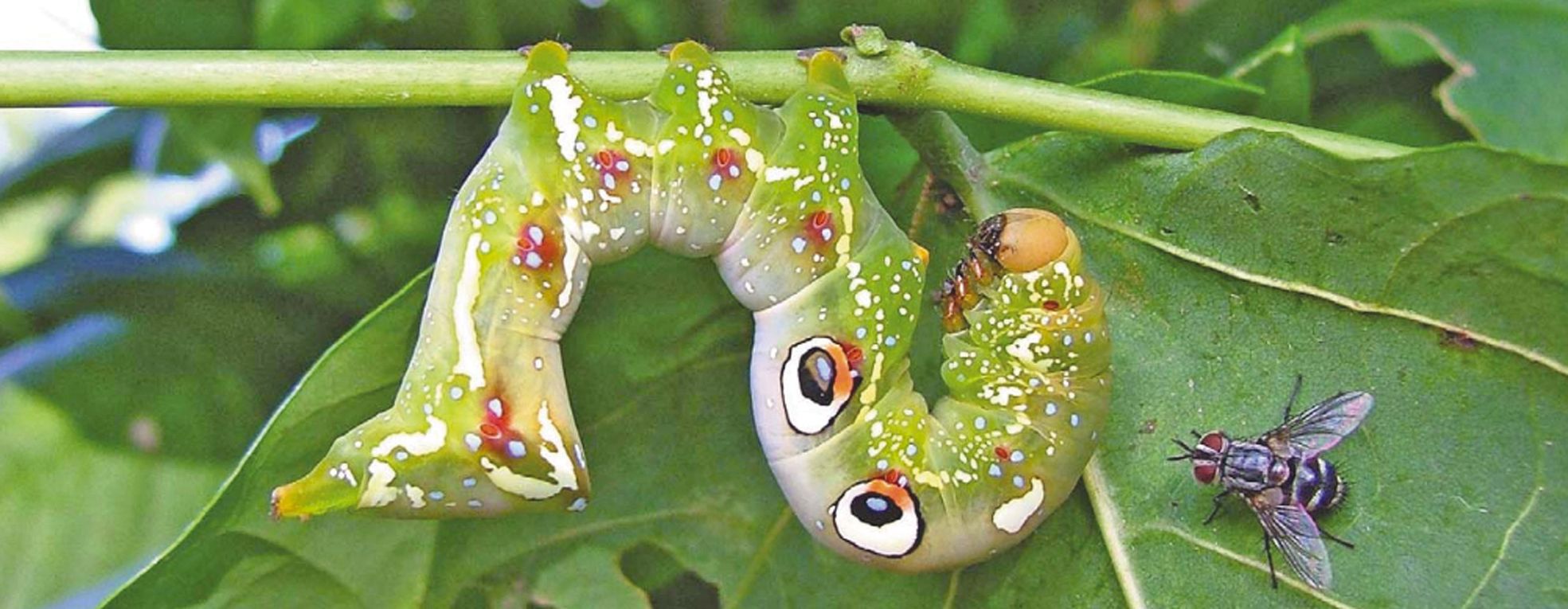 Les chenilles se développent loin des vergers, sur des plantes sauvages, ce qui rend la lutte contre cette phase de vie difficile.