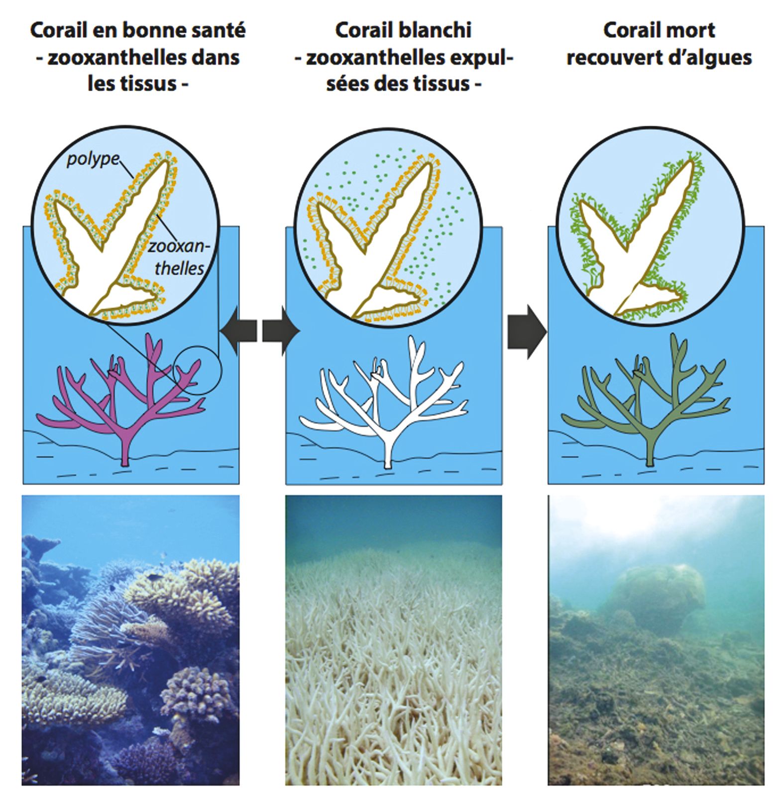 Stressés, les coraux blanchissent en expulsant les algues microscopiques qui vivent dans leur tissu. Si le stress perdure, cela entraîne une perte des tissus coralliens. Lorsque le squelette est mis à nu et qu'il est colonisé par les algues, il est mort.