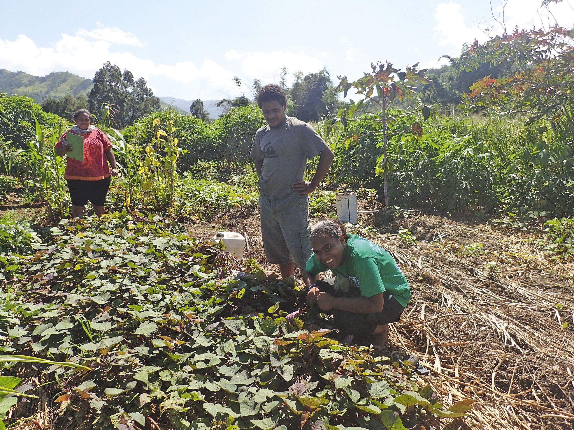 À l'occasion de visites de champs, ici de patates douces, l'agriculture durable sera expliquée par de jeunes guides  accompagnés de Laurence Veber de l'association Bio Calédonia.