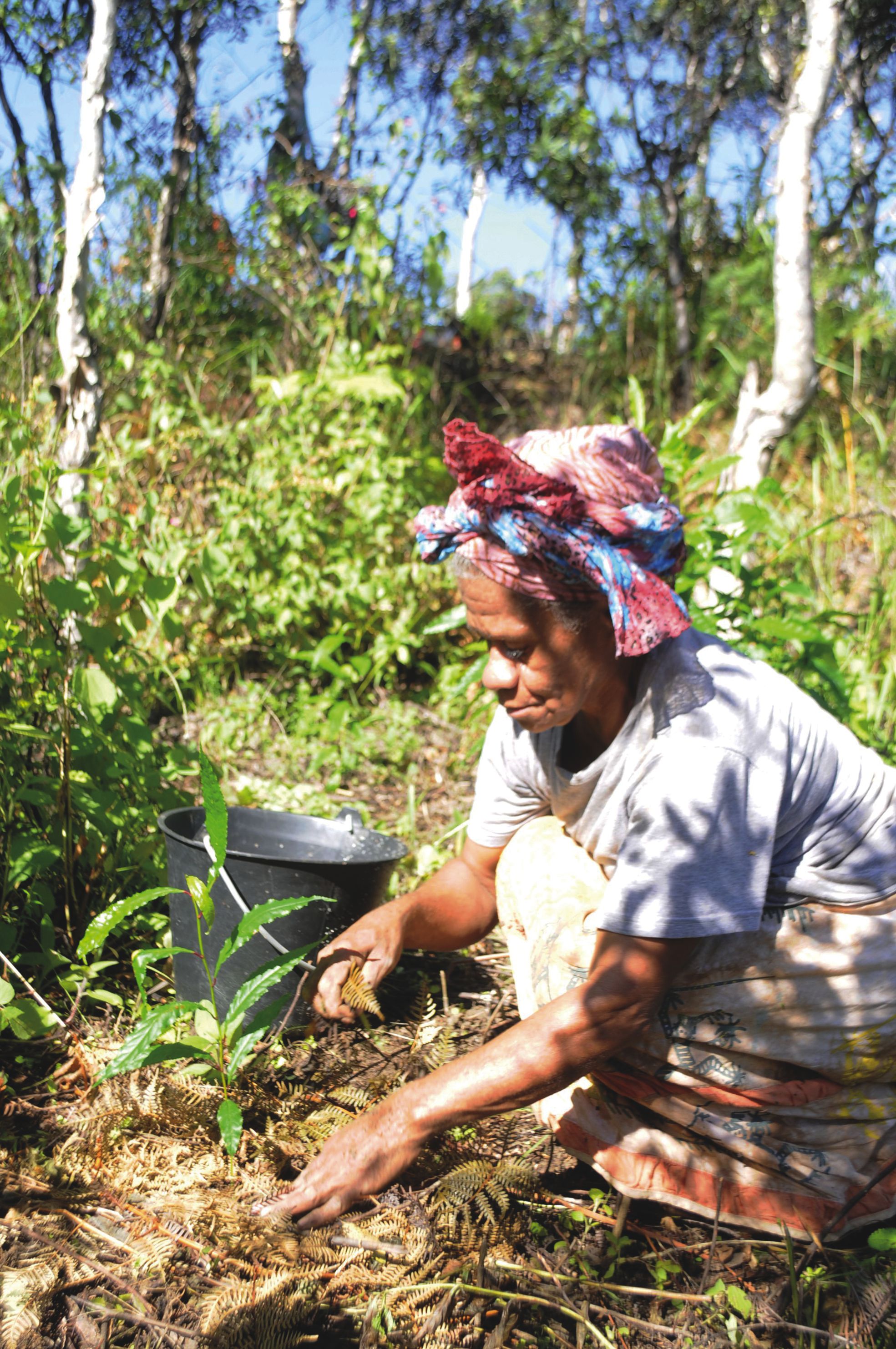 Pépiniériste, Anne-Marie va chercher ses graines en forêt avant de les semer. Il faut environ un an et demi pour que les plants soient prêts à être mis en terre, étape à laquelle elle participe également activement.