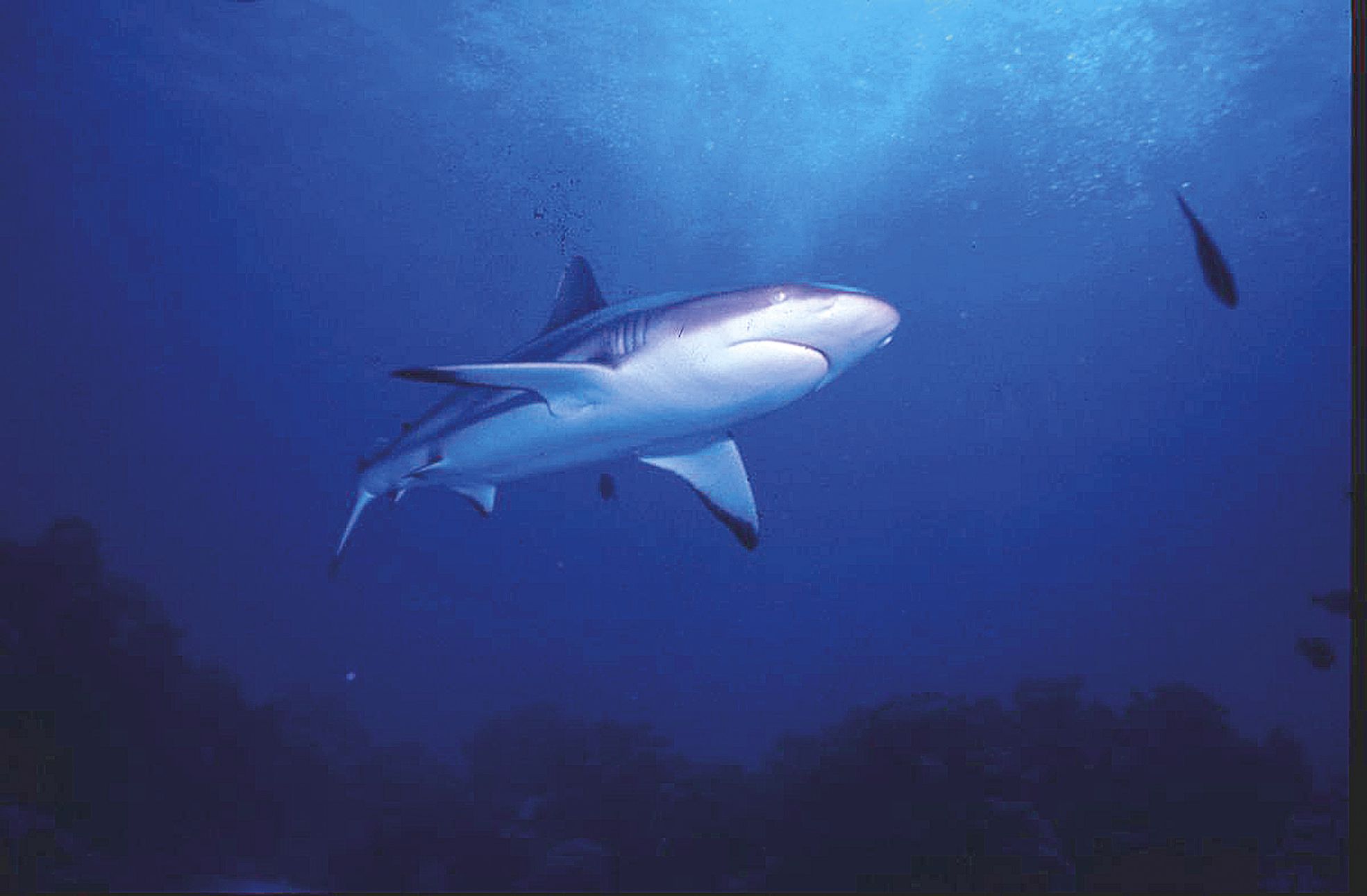 Un requin gris de récif du type de celui qui, blessé par un des deux  pêcheurs au harpon, l'a mordu. 