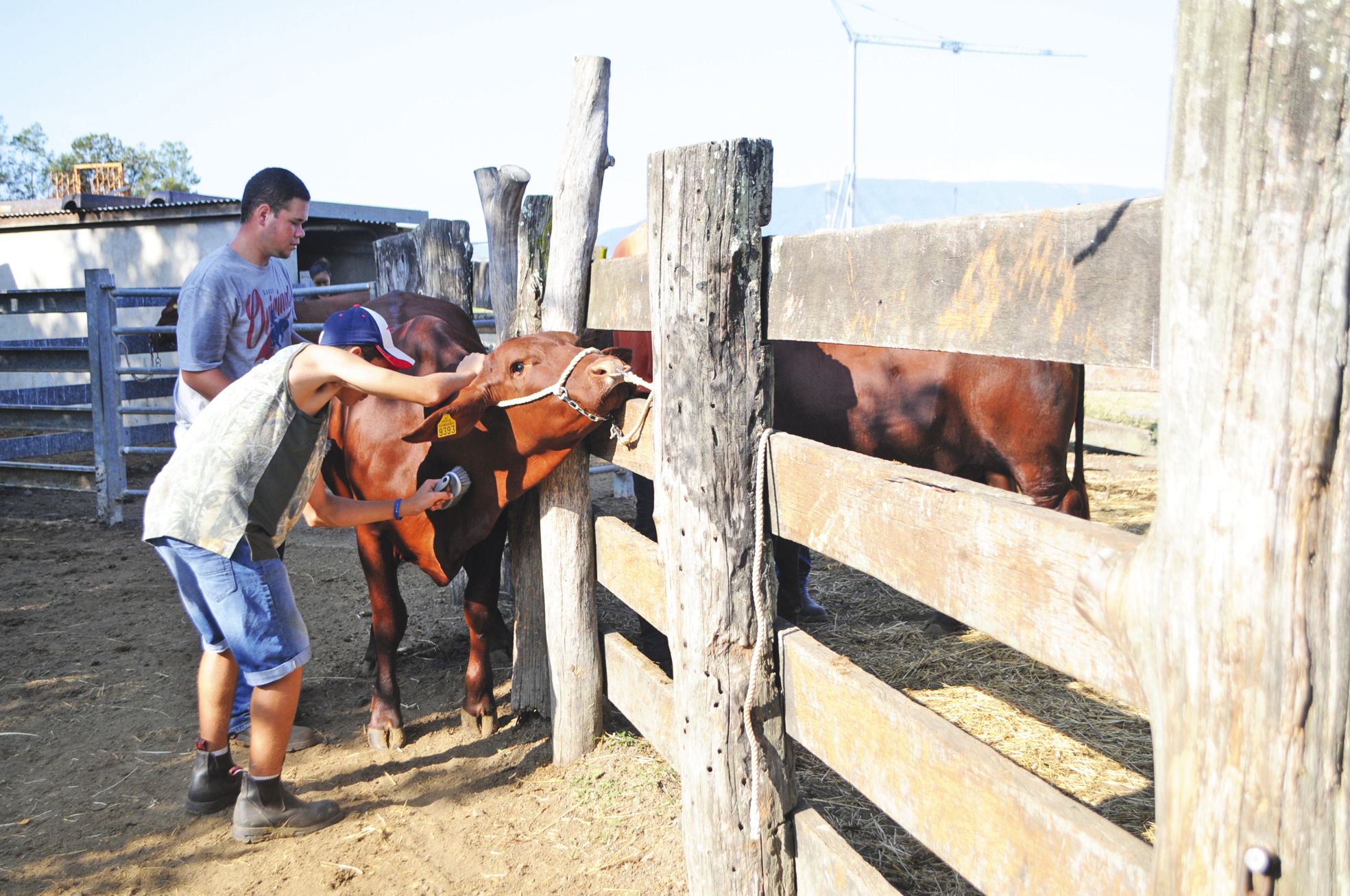 Lycée agricole, mardi 26 avril. Le brossage permet d'approcher l'animal, de le calmer et de l'habituer au contact.  Une première étape primordiale pour le travail de dressage.