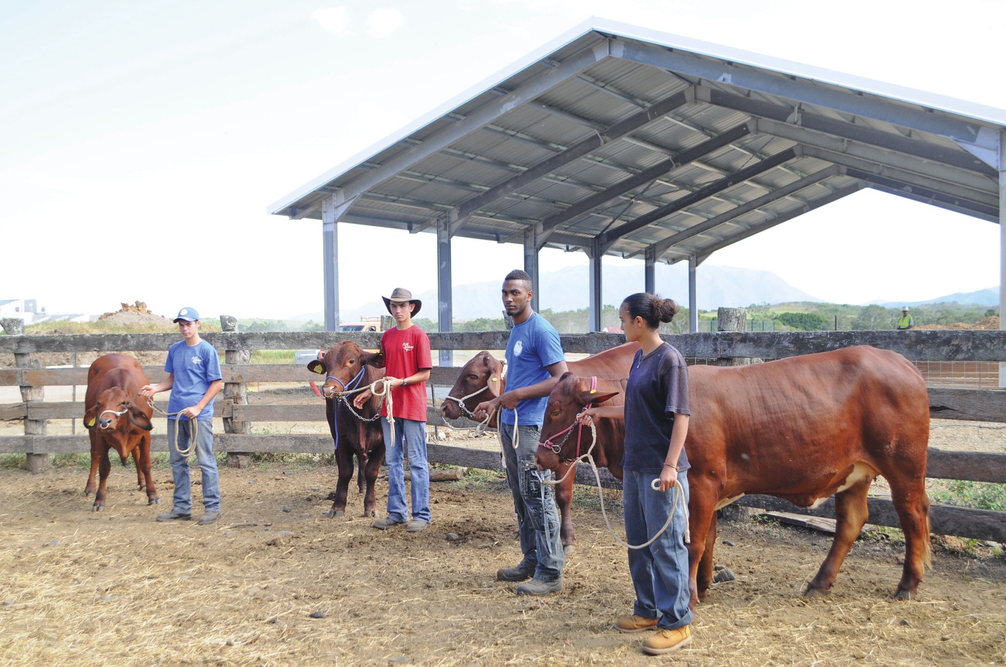 Les élèves s'essaient au déplacement du bétail, d'abord en stockyard, puis à l'extérieur.