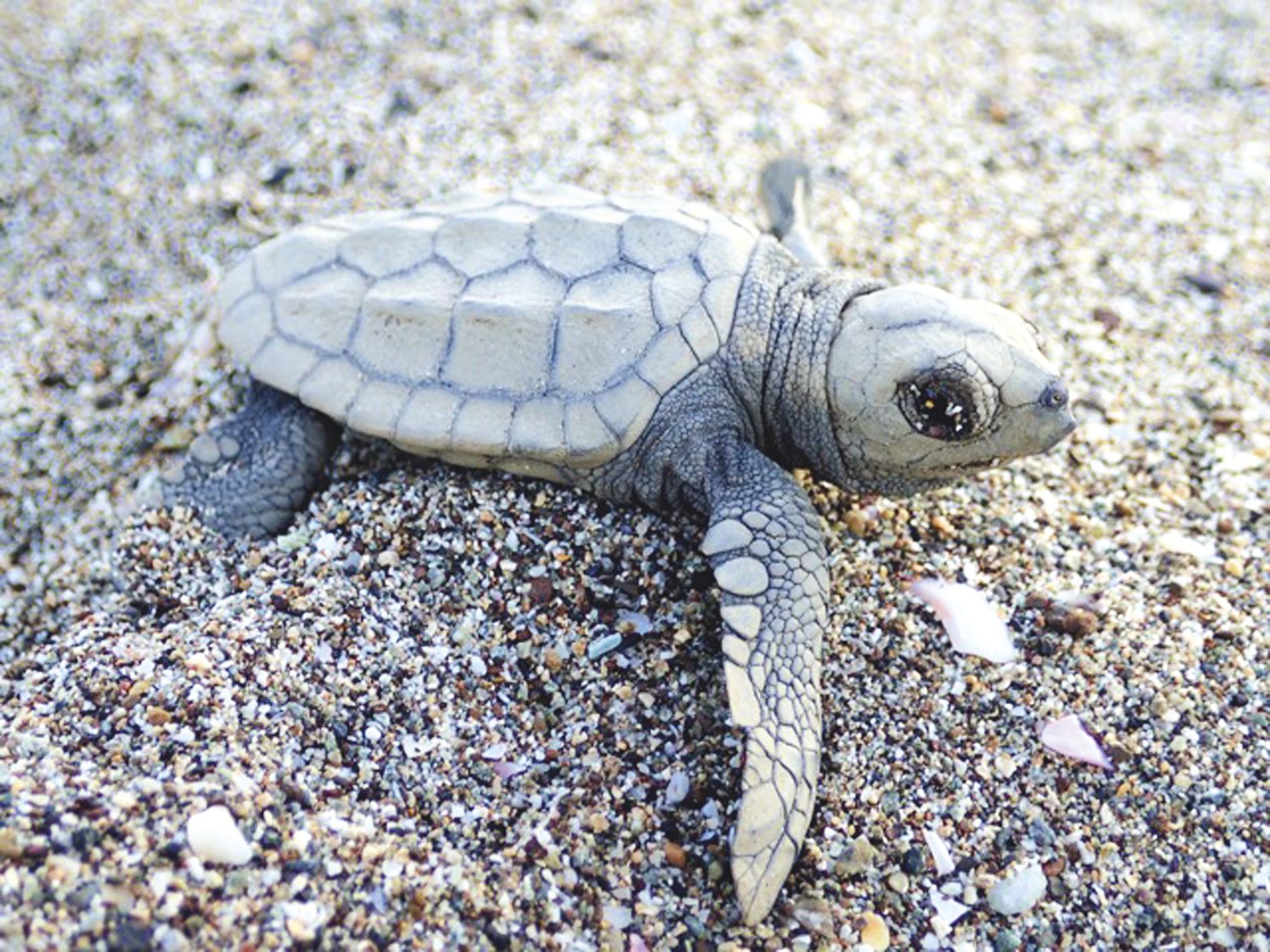 Les tortues ont leurs anges gardiens. L'association Bwärä souhaiterait faire du site de ponte de Bourail « un sanctuaire pour les tortues ».