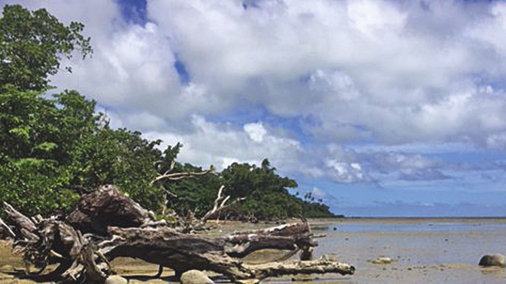 En 1990, une vaste plage de sable s'étendait à Utupoa. Il ne reste plus que la marne et des troncs morts.