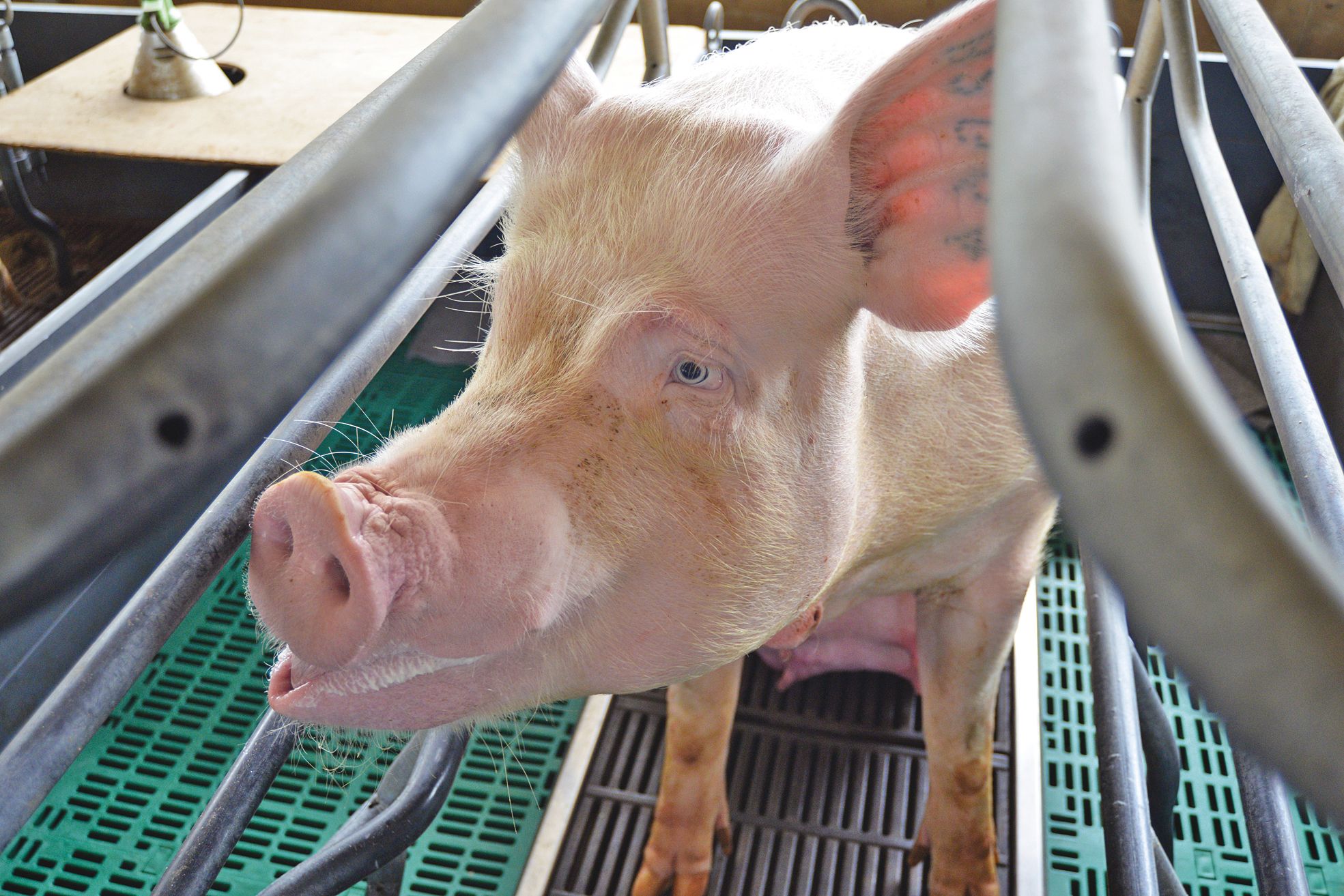 Pour substituer les produits importés par de la production locale, il faut produire 15 000 à 20 000 porcs de plus.