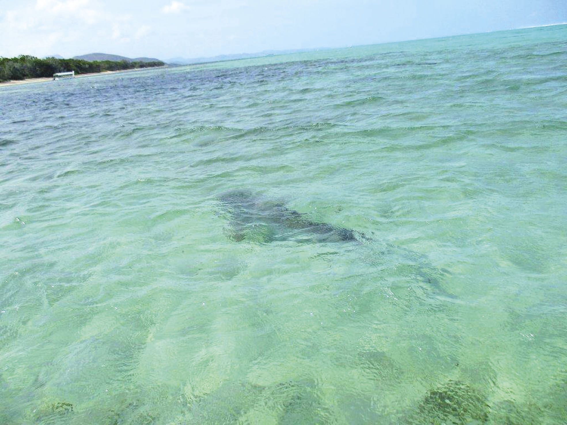 Dimanche, un requin-tigre d'environ 3 mètres a été observé par les gardes nature à une cinquantaine de mètres du centre de vacances des fonctionnaires (au second plan).
