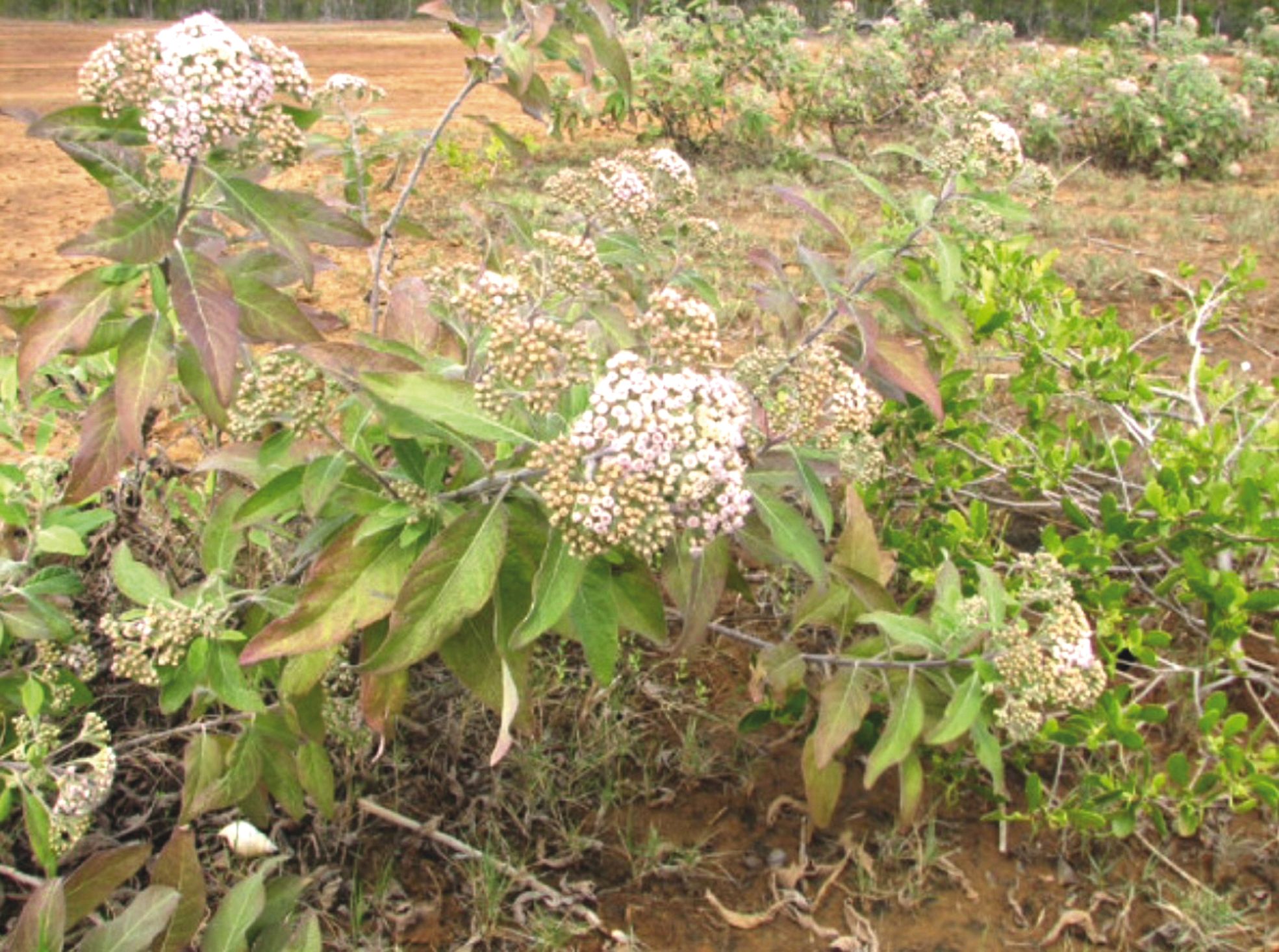 L'arbuste aux petites fleurs roses se trouve  essentiellement sur le bord des routes.