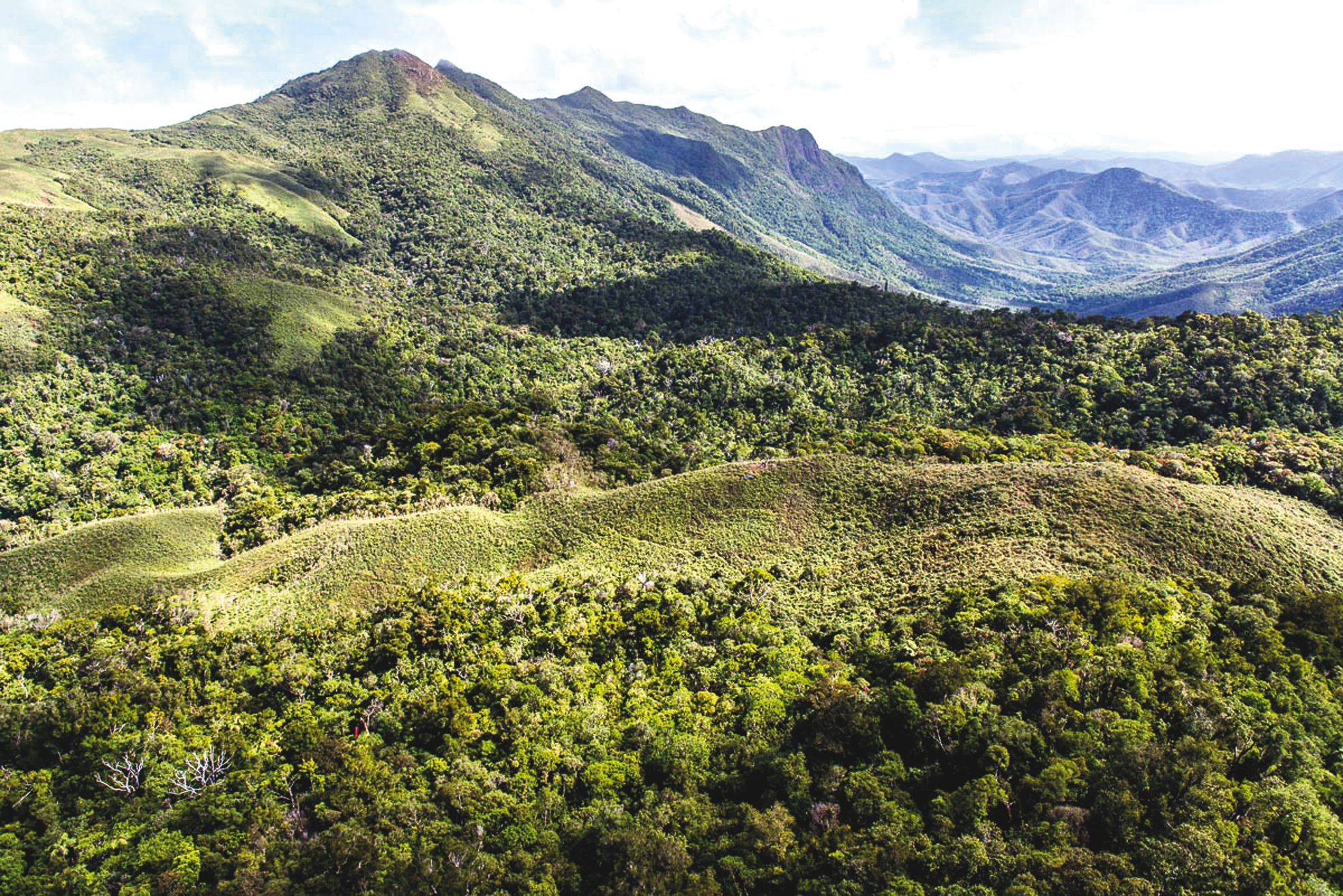 Les forêts du Nord peuvent être regroupées en quatre ensembles : Mont Panié, Tonine, Aoupinié et Dogny-Canala.