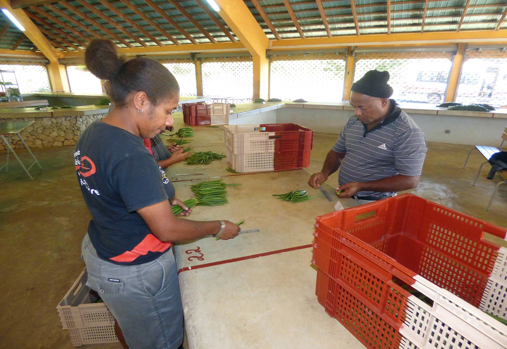Les membres du comité vérifient les gousses de vanille.