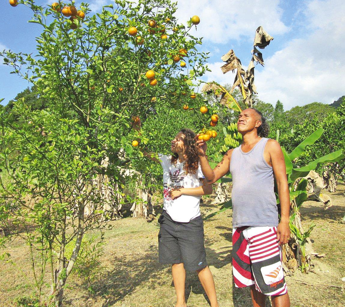 Dans les vergers, comme ici à Méhoué, les fruits attendent la cueillette. De bonne taille et sucrée à souhait, la mandarine de Canala reste le fruit phare de la fête.