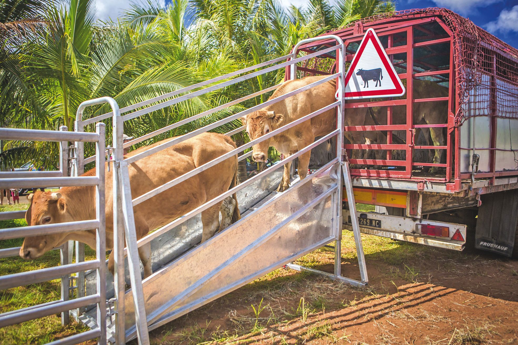 Arrivée sur site des bœufs de rodéo de José Leroi.