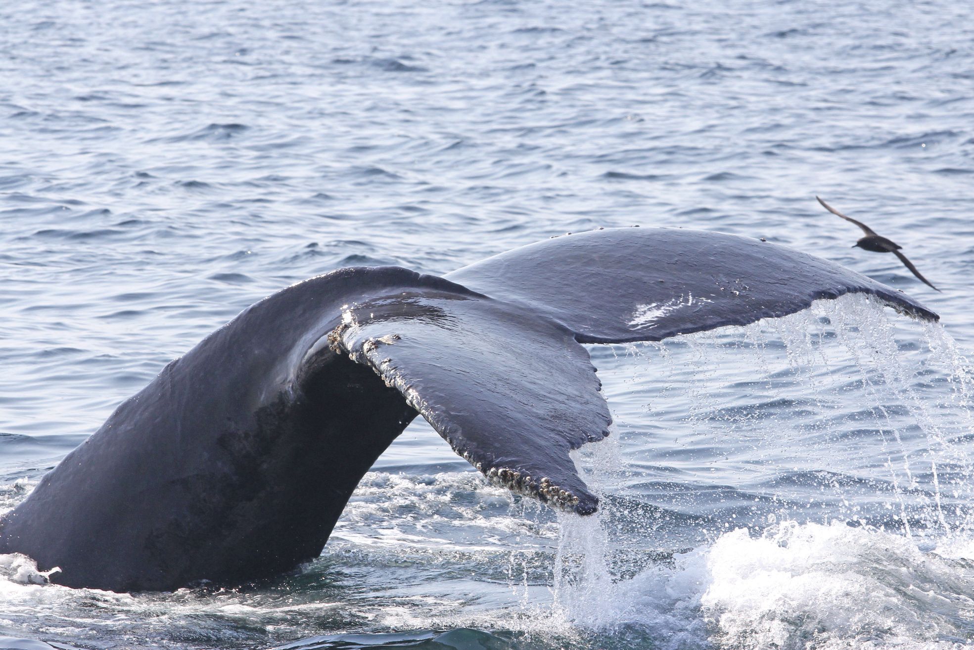 Contrairement à leurs consœurs du reste du monde, les baleines à bosse d\'Océanie, et celles du golfe Persique, ont été reclassées sur la liste rouge des espèces « en danger ».