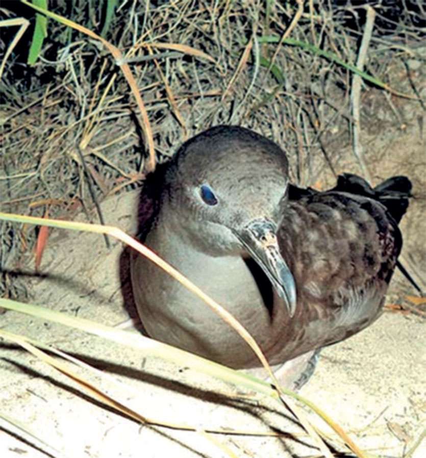 Les fientes d’oiseaux seraient bénéfiques au coraux. photo Archives LNC