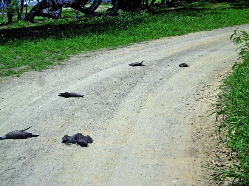 Six puffins ont été massacrés à Poé. Après examen, ils ont bien été victimes de la bêtise humaine. Ce qui exaspère encore plus la ZCO.PhotoS N.B.