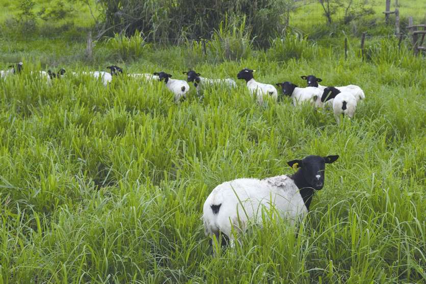 Les moutons Dorper de Port-Laguerre. La station zootechnique vend les mâles (béliers) aux éleveurs pour qu’ils puissent développer la race dans leur troupeau. Les femelles (brebis) sont généralement gardées pour mettre bas de petits (agneaux), qui perpétu