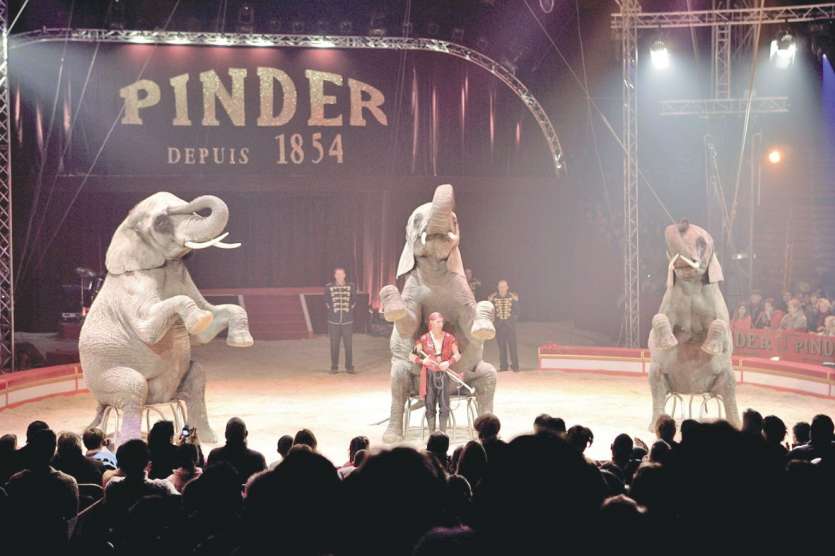 La ménagerie du cirque Pinder (une centaine de salariés) compte 50 animaux.Photo AFP