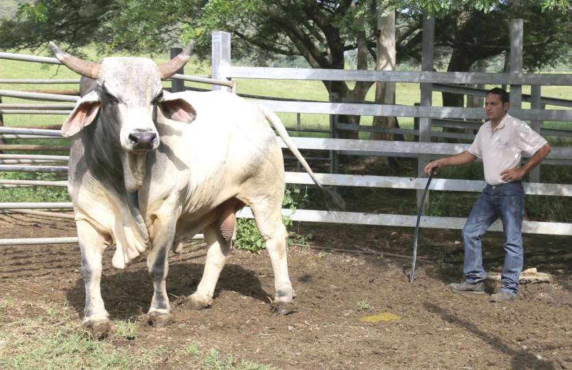 Né à Port-Laguerre il y a neuf ans, le taureau reproducteur Explosif a rejoint hier le domaine d’Achille Cazeau à Poya.Photos J.J.