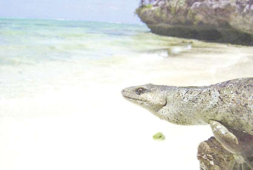 Le scinque de Bocourt est le plus légendaire des reptiles. Il a été capturé à l’île des Pins, en mai dernier. Photo Ivan Ineich