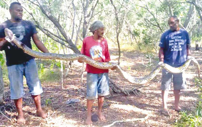 Des habitants de la tribu de Tiéta avec ce qui pourrait être un python réticulé, tué mardi à la tombée du jour. Photo Facebook Mare Ba
