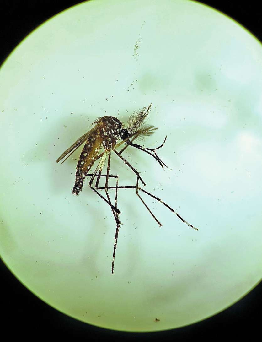Le moustique Aedes aegypti a pratiquement été éradiqué à Innisfail, dans le Queensland.Photo CSIRO/AFP