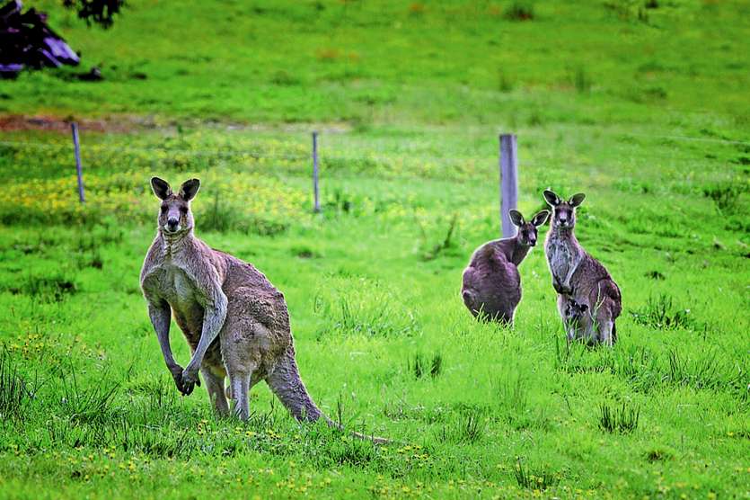 On dénombre plus de 46 millions de kangourous en Australie, selon une estimation réalisée l’an dernier par le gouvernement.Photo DR