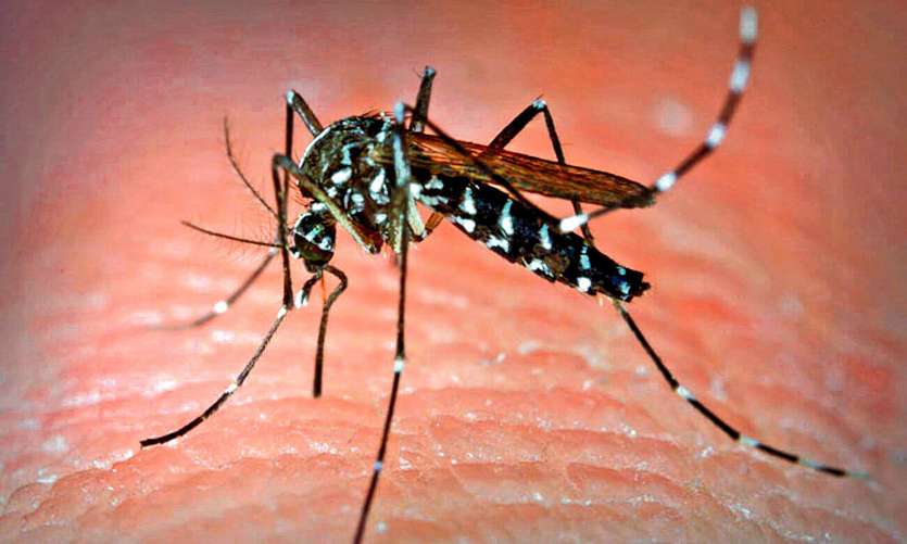Alors que le moustique tigre est aujourd’hui installé en Europe,les recherches pour lutter contre la dengue se multiplient.Photo DR