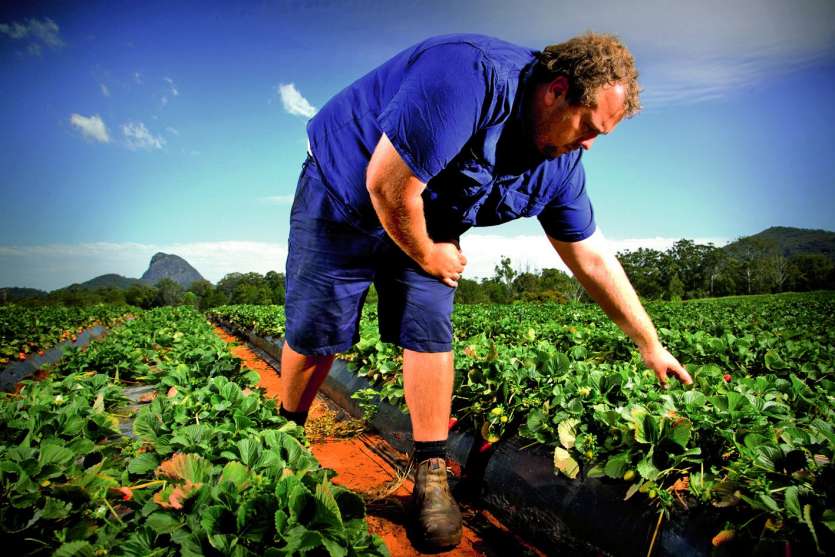 Les régions rurales manquent de saisonniers pour les récoltes. Le nouveau dispositif vise à y pallier. AFP