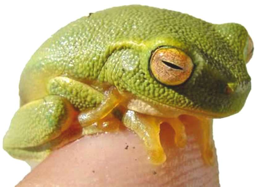 Il est, à l’heure actuelle, impossible de déterminer par quel moyen l’animal est arrivé sur le territoire. Ph. DR