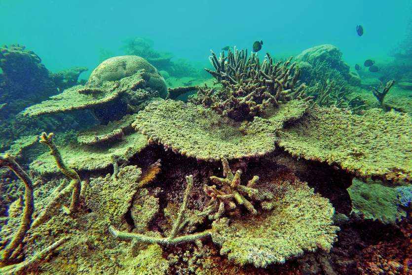Si les températures continuent à augmenter, les épisodes de blanchissement des coraux pourraient devenir annuels dès 2050.Photo AFP