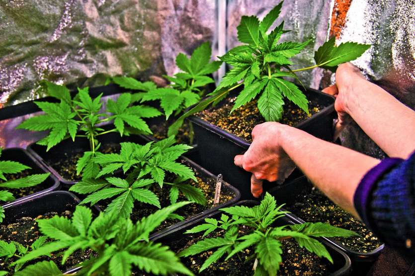 La légalisation du cannabis pourrait-elle réduire le trafic de stupéfiants, notamment d’ice ? En Polynésie, cette drogue toucherait une personne sur 30 selon le centre de consultation en toxicologie.Photo AFP