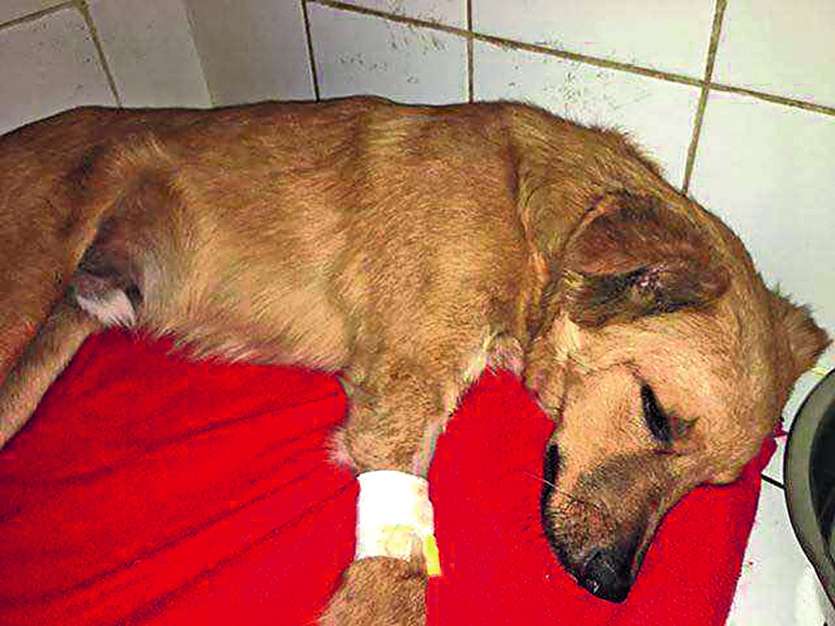 Le chiot, trop sévèrement blessé, a dû être euthanasié.  Photo  DR
