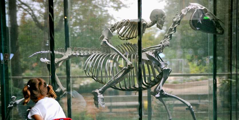 Le Muséum d’histoire naturelle de Toulouse lance un cri d’alarme, avec une exposition très pédagogique sur les graves menaces pesant sur la biodiversité en raison de l’activité humaine.Photo AFP