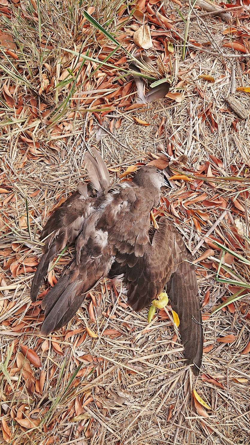 Sur place, la SCO n’a trouvé que trois cadavres. Le site avait été « nettoyé ». Photo SCO