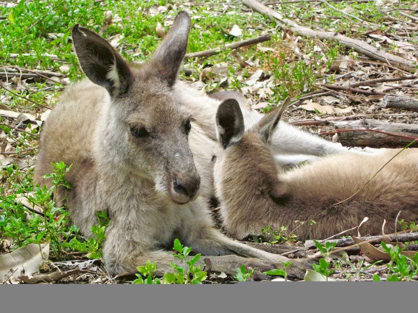 Le jeune homme a reconnu le massacre : il a tué une vingtaine de kangourous en une heure.Photo DR