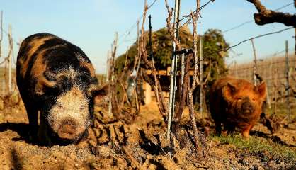 En Champagne, des cochons de